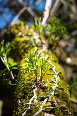 Küçük bitki bir ağaç gövdesi kabuğu üzerinde büyür