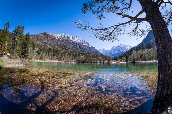 Árbol en el lago Jasna montañas Navaja y Prisojnik en Eslovenia — Foto de Stock
