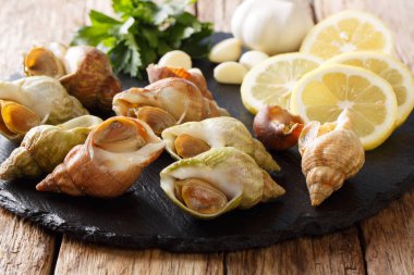 Çiğ deniz mahsulleri kabuklu deniz salyangozu, yakın çekim ve malzemelerin üzerine bir tablo kayrak bir gemide yemek pişirmek için deniz salyangoz bulot. Horizonta