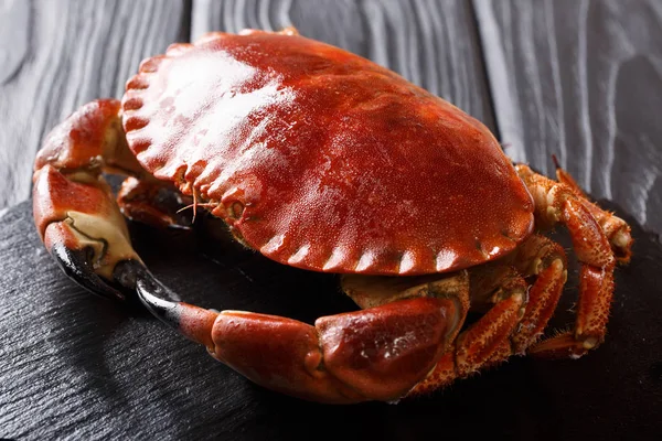 beautiful cooked brown edible crab close-up on a black background. horizonta