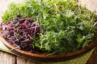 Bezelye, kişniş, hardal, turp c ev yapımı taze mikroyeşil