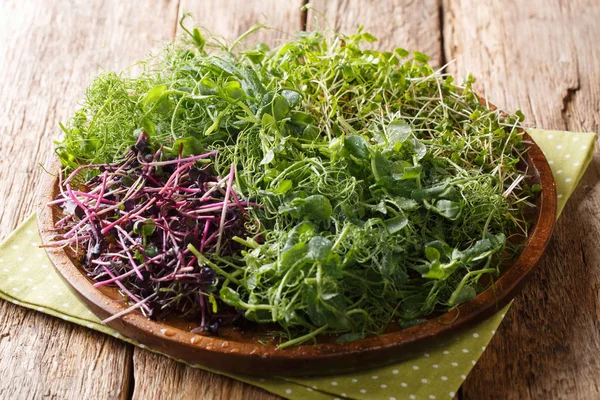 Vegetarisk rå mat microgreen från ärtor, koriander, senap, rad — Stockfoto