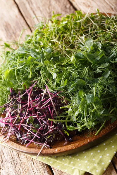 Micro green mix of peas, cilantro, mustard, radish close-up on a — Stock Photo, Image