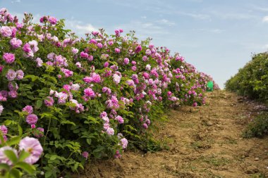 Kazanlık yakınındaki Bulgar Gül Vadisi. Rose Damascena alanları.