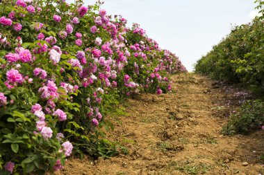 Kazanlık yakınındaki Bulgar Gül Vadisi. Rose Damascena alanları.