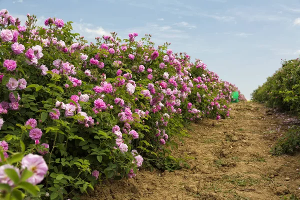 Kazanlık yakınındaki Bulgar Gül Vadisi. Rose Damascena alanları.
