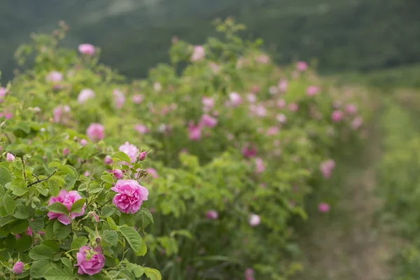 Rose Damascena alanları, makro, yakın çekim. Kazanlık yakınındaki Bulgar Gül Vadisi. 