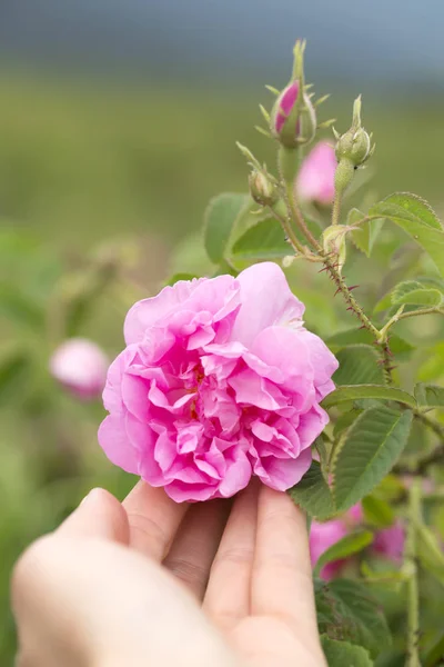 Bulgarian rose valley near Kazanlak. Rose Damascena in woman\'s hand. Macro, close up.