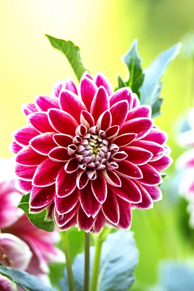 Dahlia flower. Close up view Red fresh and beautiful Dahlia flower on green background  at the gard