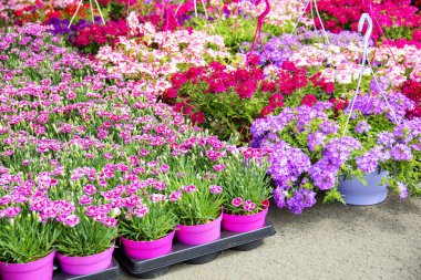 Pembe ve mor çiçek açan çiçeklerrenkli pazar görünümü. Kopyalama alanı.