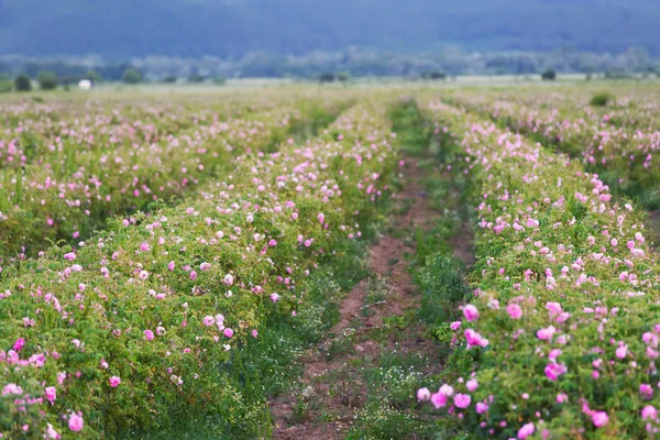 Rose Damascena fields in Bulgarian rose valley near Kazanlak.