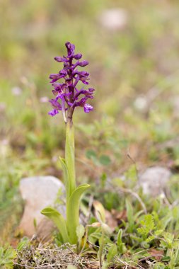 Anacamptis morio, Bulgaristan'ın Strandzha dağında korunan yabani orkide türleri
