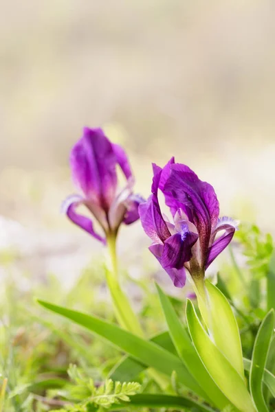 Wild Dwarf Iris Pumila, wild blooming species in Strandzha mountain, Bulgaria