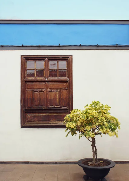Beautiful Detail Typical Facade Small House Window Plant Garachico Tenerife — Stock Photo, Image
