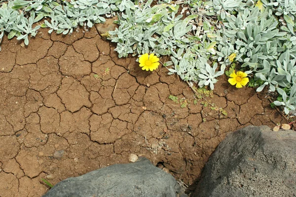 Zbliżenie Wulkanicznej Ziemi Gęsią Skórkę Spontaniczne Rozgałęzianie Roślin Żółte Kwiaty Obrazy Stockowe bez tantiem