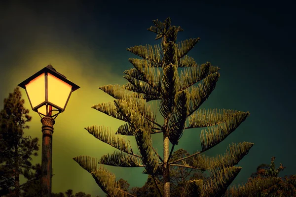 松树和路灯在夜晚 免版税图库图片