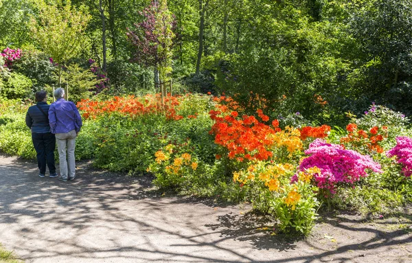 Flores en jardín inglés en Holanda —  Fotos de Stock