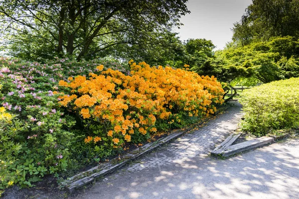 Park clingendael in the hague holland — Stock Photo, Image