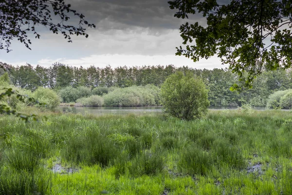 Malý rybník v zelené krajině — Stock fotografie
