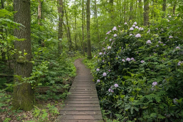 Bosque verde con flores como rododendro — Foto de Stock