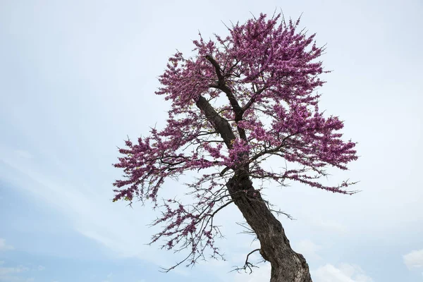 Cercis Siliquastrum, Via Roma, Cagliari, Sardinia, Italy — Zdjęcie stockowe