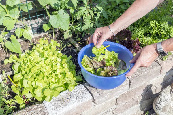 Kvinna plocka färsk sallat från trädgården — Stockfoto