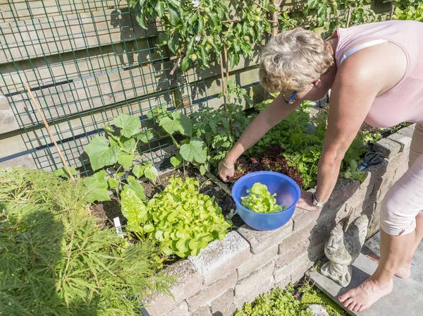 Kobieta, zbierając świeże sałaty z ogrodu — Zdjęcie stockowe