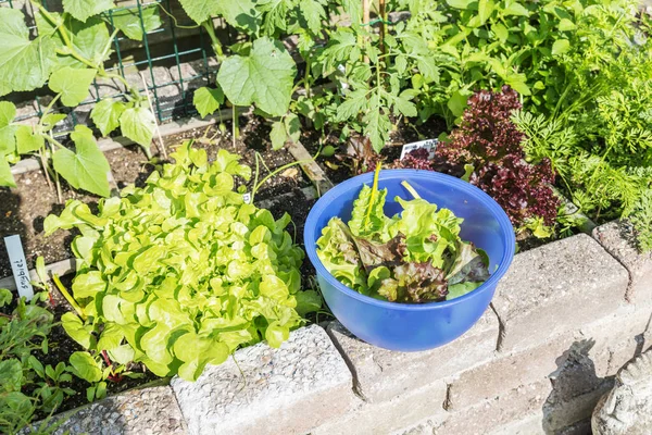 Färsk sallat från trädgården — Stockfoto