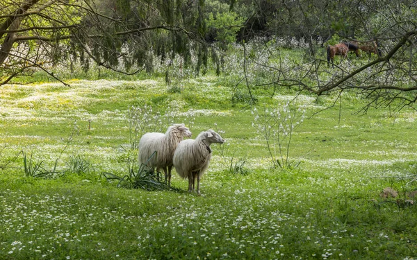 two sardinia sheep in the field in sardinia