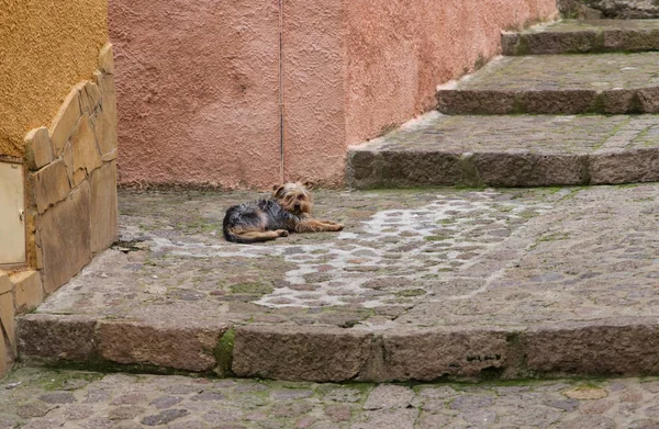 Młody pies yorkshire na ulicy — Zdjęcie stockowe