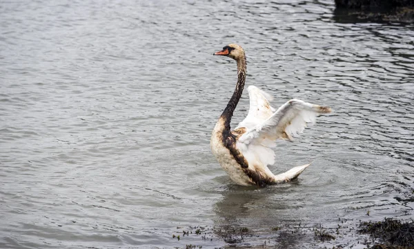 A swan with oil smeared wings — Stock Photo, Image