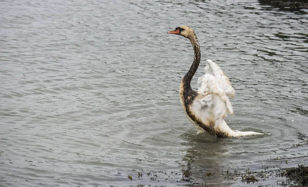 A swan with oil smeared wings — Stock Photo, Image