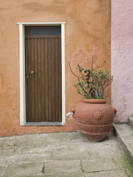 Orange bemalte Wand mit Pflanze in Vase — Stockfoto