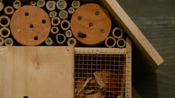 Opkomende uit nest buizen in een insecten hotel — Stockvideo