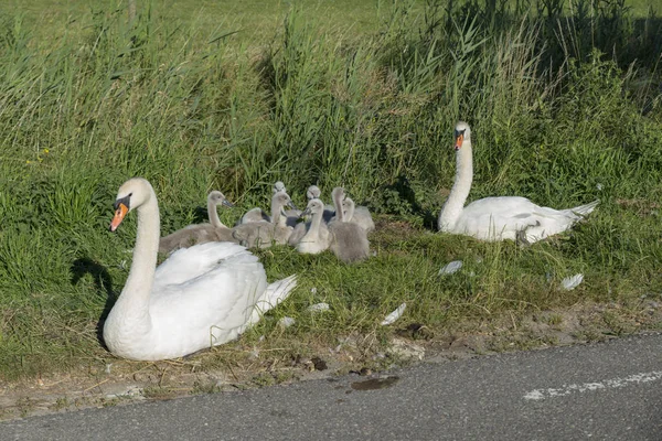 Couple swan with young swans — Stock Photo, Image