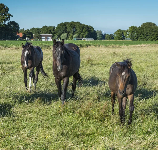 Grupp av tre hästar — Stockfoto