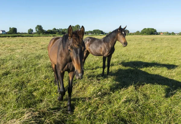 Two curious horse in the field — Stock Photo, Image