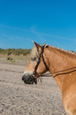 mavi gökyüzü arka plan ile at başı