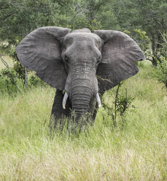 African alephant in kruger national park — Stock Photo, Image