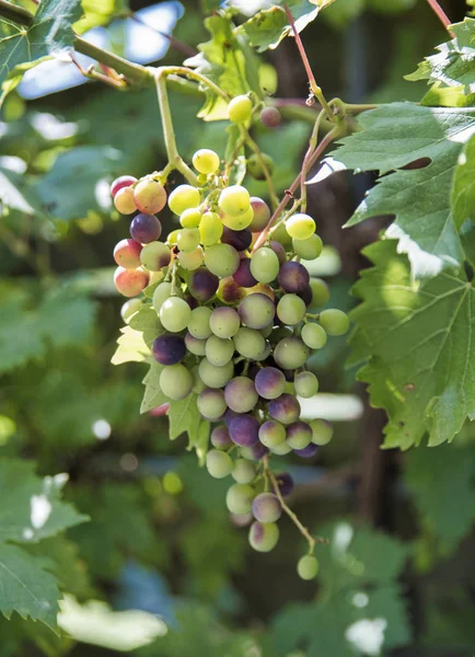 Tros druiven — Stockfoto