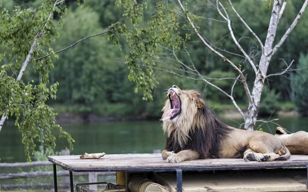 roaring lion on top of car