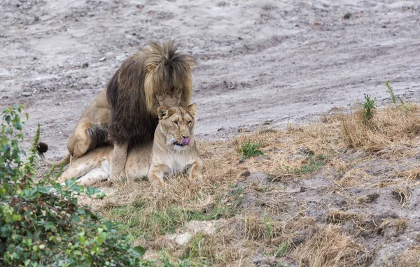 Apareamiento de leones durante el safari — Foto de Stock