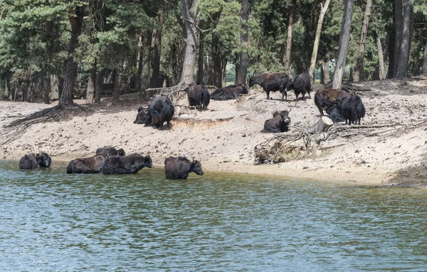 Skupina tibetských Yak zvířat — Stock fotografie