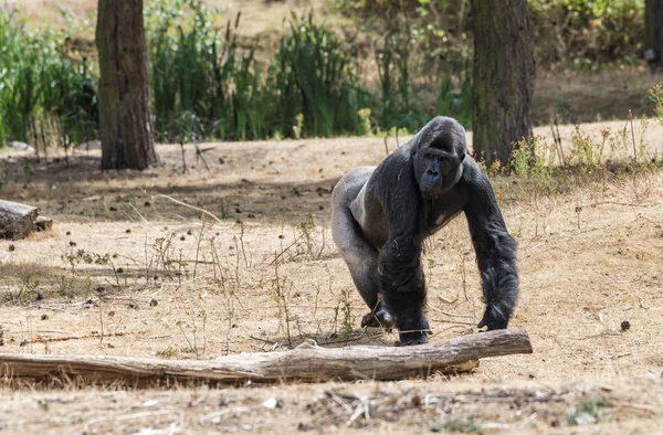 Grande gorilla mostrando il suo potere — Foto Stock