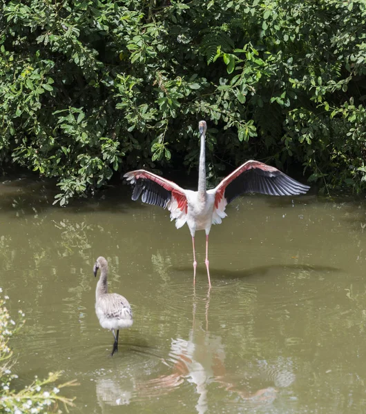 Erwachsener und junger Flamingo — Stockfoto