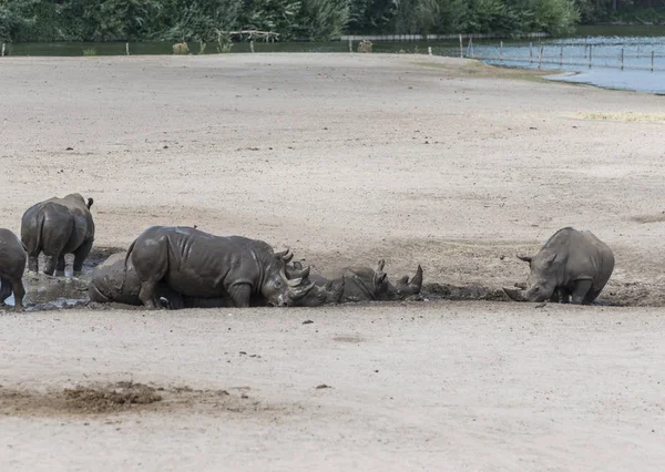 Groupe d'animaux hippopotames — Photo