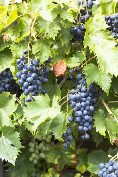 Large bunches of blue grapes — Stock Photo, Image