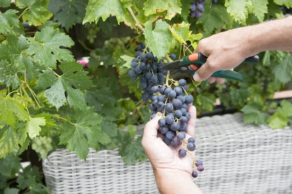 Femme occupée à couper des grappes de raisin — Photo