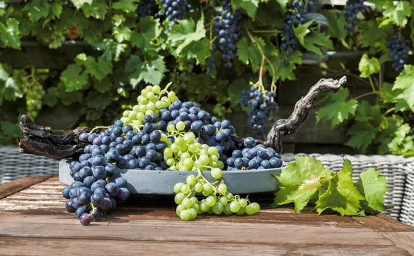 Large bunches of blue and white grapes — Stock Photo, Image