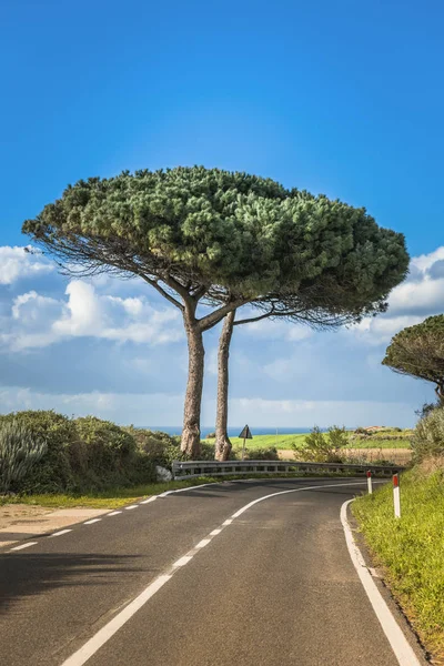 Grote pijnbomen op Sardinië eiland — Stockfoto